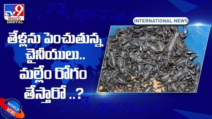 China: తేళ్లను పెంచుతున్న చైనీయులు !! మల్లేం రోగం తేస్తారో ?? వీడియో China: తేళ్లను పెంచుతున్న చైనీయులు !! మల్లేం రోగం తేస్తారో ?? వీడియో