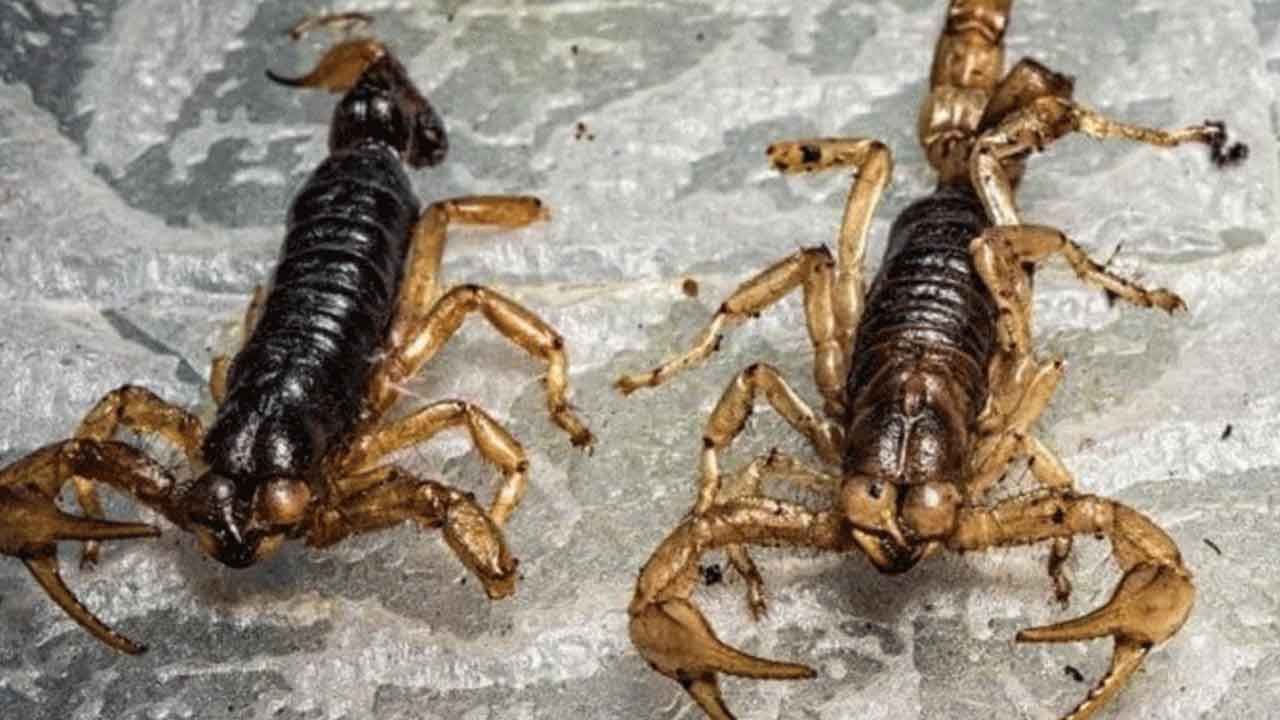 Scorpions in Water: వామ్మో.. వరద నీటిలో ప్రాణాంతక తేళ్లు.. ఆస్పత్రి పాలవుతున్న వందల మంది..