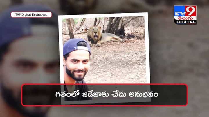 Viral Video: పులితో సెల్ఫీకి ఎగబడిన జనం !! వీడియో Viral Video: పులితో సెల్ఫీకి ఎగబడిన జనం !! వీడియో
