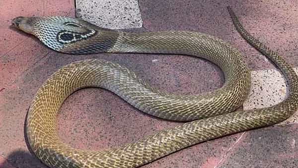 Snake Hulchal: విశాఖ సింహాచలం ఆలయంలో పాము కలకలం.. దుకాణంలోకి దూరి హల్చల్..