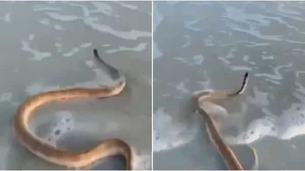 Viral Video: అలలపై ఆడుకుంటున్న కింగ్కోబ్రా.. దొరికారో ఇక ఖతమే.! వీడియో చూస్తే షాక్ అవ్వాల్సిందే.!
