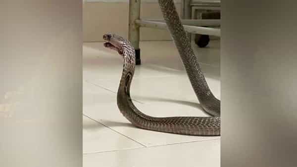 Treatment Snake: రోడ్డు ప్రమాదంలో గాయపడ్డ పాము.. చిట్లిపోయిన దవడకు కుట్లు వేసి చికిత్స చేసిన వైద్యులు..