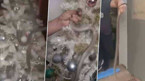 Viral Video: క్రిస్మస్ చెట్టును అలంకరిస్తుండగా వింత శబ్దాలు.. తీరా చూసి ఒక్కసారిగా ఫ్యూజులు ఔట్!