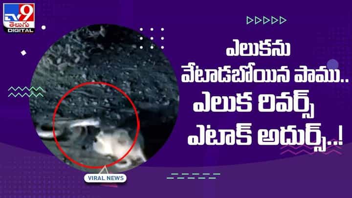 Viral Video: ఎలుకను వేటాడబోయిన పాము.. కాని రివర్స్ అయిన ఎటాక్.. చివరికి ఏది గెలిచిందో మీరే చూసేయండి.. Viral Video: ఎలుకను వేటాడబోయిన పాము.. కాని రివర్స్ అయిన ఎటాక్.. చివరికి ఏది గెలిచిందో మీరే చూసేయండి..
