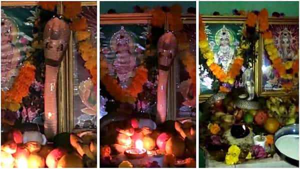 Ayyappa Pooja: అయ్యప్ప స్వామి పూజ ప్రాంగణంలో అద్భుత దృశ్యం.. దేవుడి చిత్రపటాల మధ్య నాగుపాము ప్రత్యక్షం..
