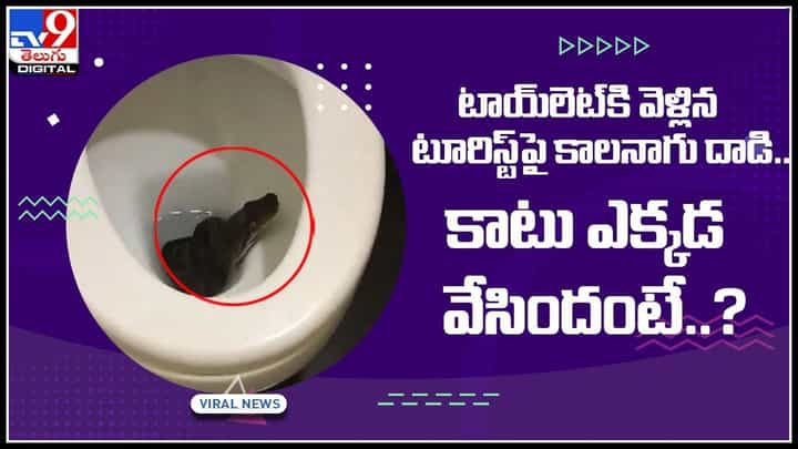 Cobra Snake In Toilet: టాయ్లెట్కి వెళ్లిన టూరిస్ట్పై కాలనాగు దాడి.. కాటు ఎక్కడ వేసిందంటే..? (వీడియో) Cobra Snake In Toilet: టాయ్లెట్కి వెళ్లిన టూరిస్ట్పై కాలనాగు దాడి.. కాటు ఎక్కడ వేసిందంటే..? (వీడియో)