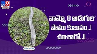 Viral Video: నాగుపాముకు చిక్కిన ఉడుము.. కోబ్రా వేట మాములుగా లేదుగా.. వీడియో చూస్తే హడలిపోతారు.!