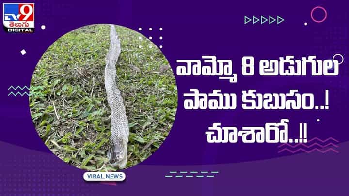 Viral Video: వామ్మో ఇంత పొడవైన పాము కుబుసాన్ని ఎప్పుడైనా చూశారా? వీడియో Viral Video: వామ్మో ఇంత పొడవైన పాము కుబుసాన్ని ఎప్పుడైనా చూశారా? వీడియో