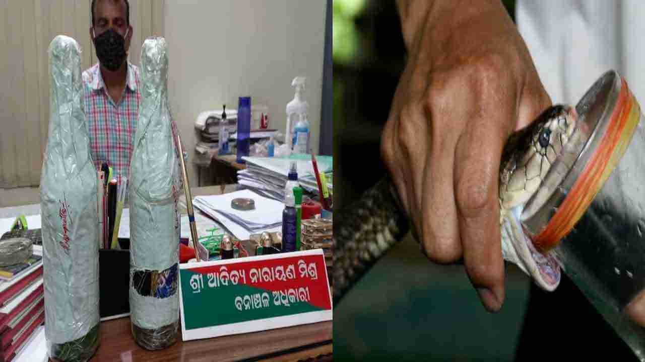 Snake Venom: అక్రమంగా పాము విషాన్ని అమ్ముతున్న ఇద్దరు నిందితులు అరెస్ట్.. ఆ విషం ధర ఎంతో తెలిస్తే షాక్..