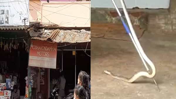 Viral Video: అడవిలో ఉండాల్సిన నల్ల త్రాచు.. మోటర్ షోరూంలోకి వచ్చింది.. పామును చూసిన జనాలు..