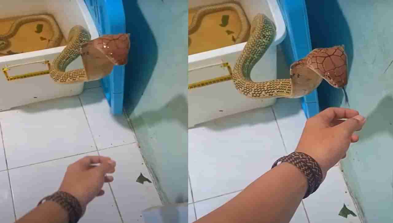 Viral Video: నాగు పాముతో గేమ్స్ ఆడాడు.. పాము ఎలా రియాక్ట్ అయ్యిందో చూస్తే షాక్ అవుతారు.?