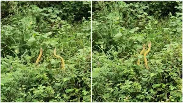 Viral Video: భారీ వర్షంలో జంట పాముల నృత్యం.. అద్భుతమైన నాట్యం అంటున్న నెటిజన్లు.. వీడియో వైరల్
