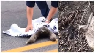 Video Viral: మొసలితో విన్యాసాలు చేస్తే రెచ్చిపోయింది.. ఇది చూసి ఏమంటారో చెప్పండి.. ఒళ్లు గగుర్పొడిచే వీడియో వైరల్‌..!