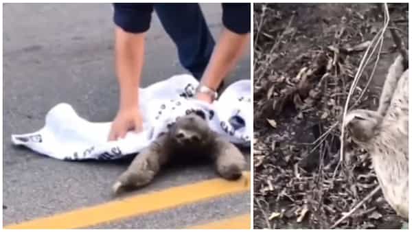 Viral Video: మానవత్వం చాటుకున్న వాహనదారుడు.. దేవాంగపిల్లి రియాక్షన్ చూస్తే కంట కనీళ్లు ఆగవు..