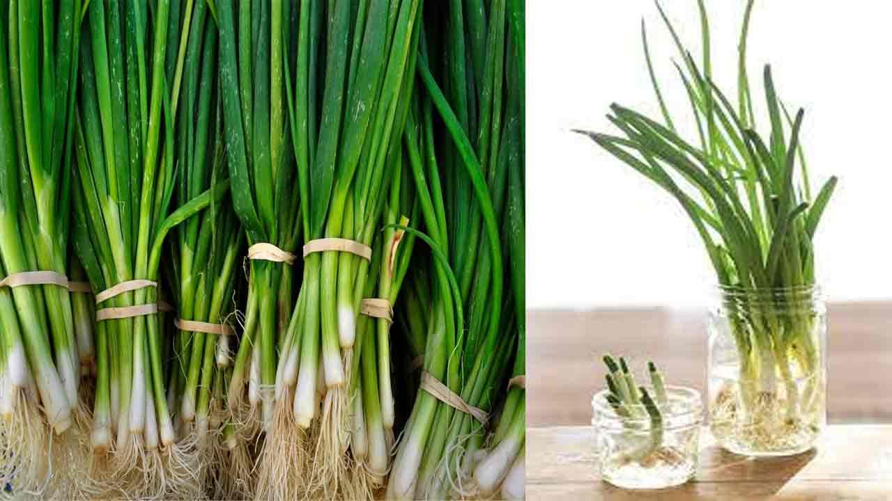 Spring Onions: ఫైల్స్ నొప్పితో ఇబ్బంది పడుతున్నారా.. ఉల్లికాడలను ఇలా తీసుకుంటే..శాశ్వత పరిష్కారం..