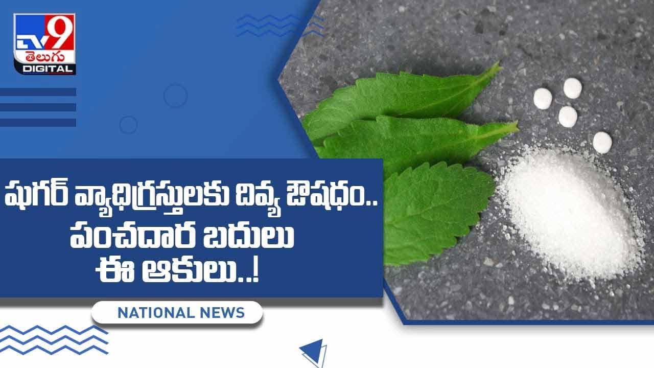 షుగర్ వ్యాధిగ్రస్తులకు దివ్య ఔషధం !! పంచదార బదులు ఈ ఆకులు !! వీడియో