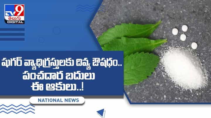షుగర్ వ్యాధిగ్రస్తులకు దివ్య ఔషధం !! పంచదార బదులు ఈ ఆకులు !! వీడియో షుగర్ వ్యాధిగ్రస్తులకు దివ్య ఔషధం !! పంచదార బదులు ఈ ఆకులు !! వీడియో