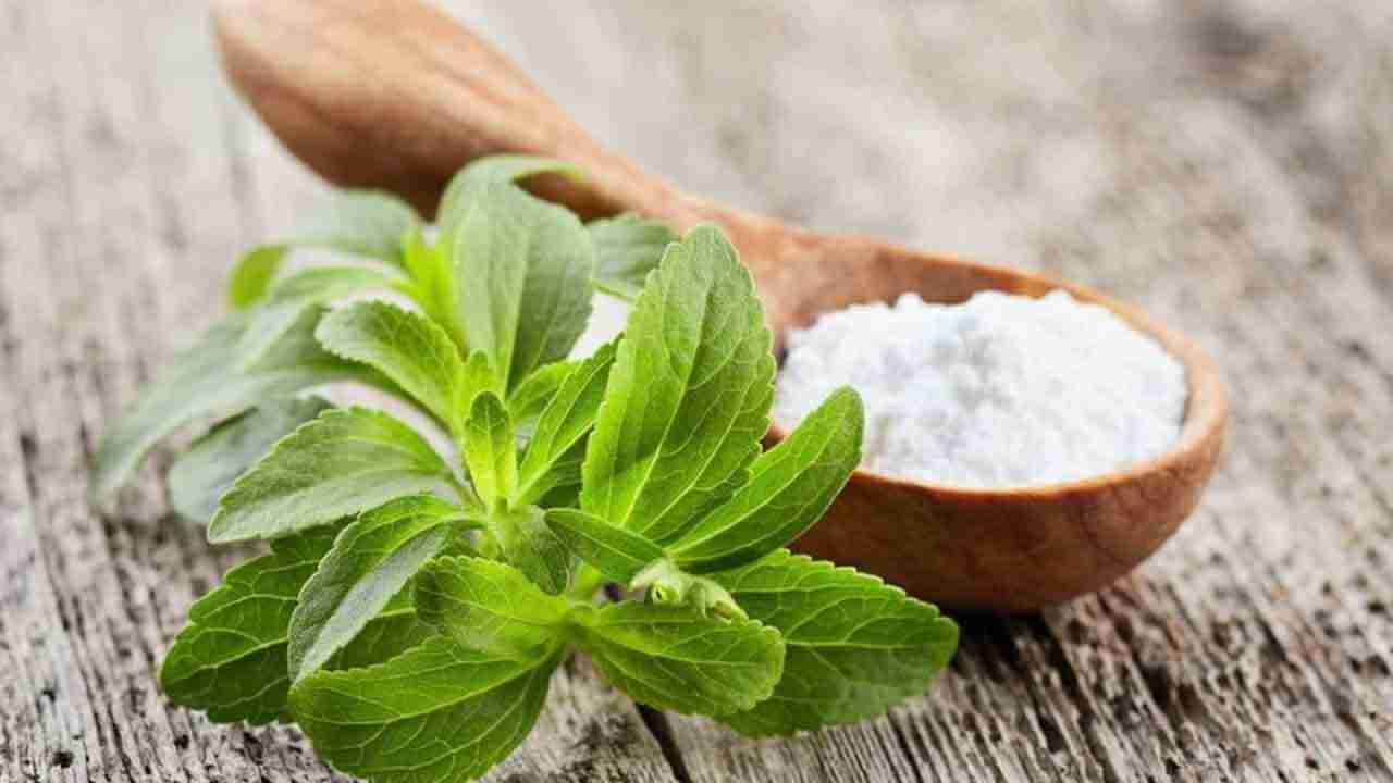 Stevia Leaves: షుగర్ వ్యాధిగ్రస్తులకు దివ్య ఔషధం.. పంచదార బదులు దీని ఆకులను వాడితే ఎంతో మేలంటున్న ఆయుర్వేదం