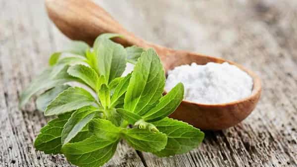 Stevia Leaves: షుగర్ వ్యాధిగ్రస్తులకు దివ్య ఔషధం.. పంచదార బదులు దీని ఆకులను వాడితే ఎంతో మేలంటున్న ఆయుర్వేదం