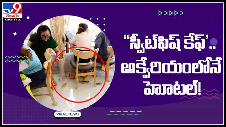 Fish tank cafe: అక్వేరియంలోనే హోటల్..! నీళ్లలో తిరుగుతున్న చేపల మధ్య కస్టమర్లు.. ఎట్రాక్ట్ చేస్తున్న రెస్టారెంట్ వీడియో Fish tank cafe: అక్వేరియంలోనే హోటల్..! నీళ్లలో తిరుగుతున్న చేపల మధ్య కస్టమర్లు.. ఎట్రాక్ట్ చేస్తున్న రెస్టారెంట్ వీడియో