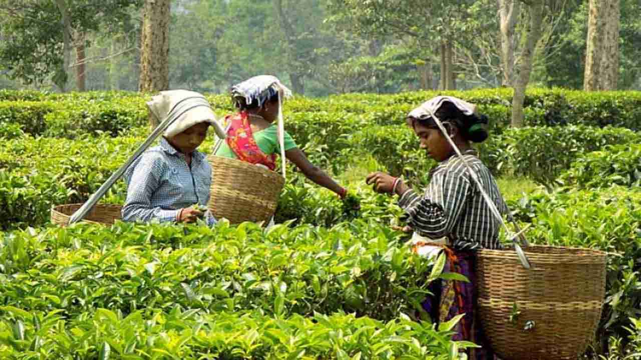 Tea Plant: కొండ ప్రాంతాల్లోనే తేయాకును ఎందుకు పండిస్తారు..? అసోం టీకి ఉన్న ప్రత్యేక ఏమిటి..?