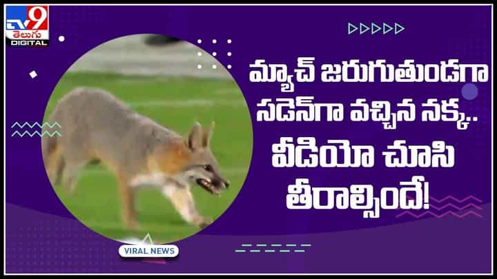 Fox Viral Video: మ్యాచ్ జరుగుతుండగా సడెన్గా వచ్చిన నక్క.. వీడియో చూసి తీరాల్సిందే..! Fox Viral Video: మ్యాచ్ జరుగుతుండగా సడెన్గా వచ్చిన నక్క.. వీడియో చూసి తీరాల్సిందే..!