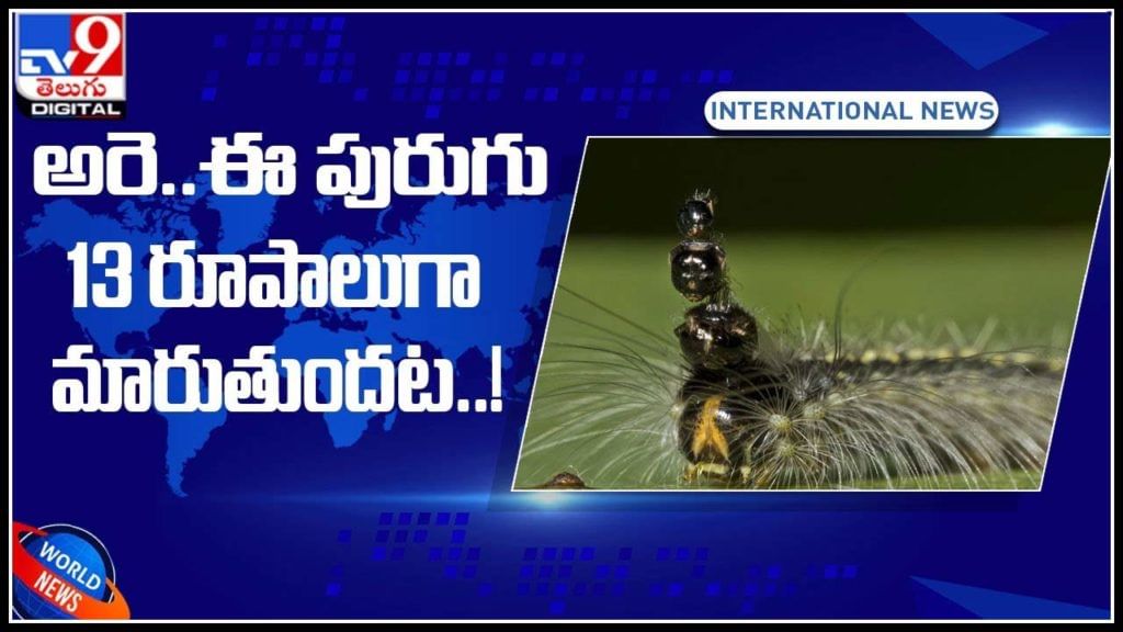 caterpillar Video: అరె..ఈ పురుగు 13 రూపాలుగా మారుతుందట..! ఇతర జీవులను భయపెట్టడానికి టోపీలా 5 తలలు.. వీడియో వైరల్.. caterpillar Video: అరె..ఈ పురుగు 13 రూపాలుగా మారుతుందట..! ఇతర జీవులను భయపెట్టడానికి టోపీలా 5 తలలు.. వీడియో వైరల్..