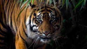 Telangana-Tiger Fear: తెలంగాణను బెంబేలెత్తిస్తున్న బెబ్బులి.. ములుగు జిల్లాలో పశువుల మందపై పులి అటాక్..