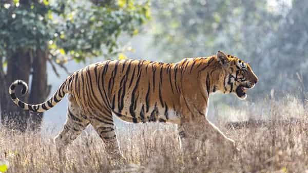 Tiger: నల్లమల అటవీ ప్రాంతంలో.. గూడ్స్ రైలు ఢీకొని పెద్దపులి మృత్యువాత..