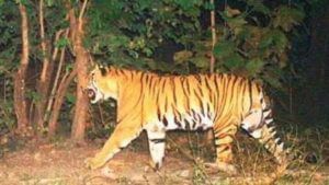 Tiger Fear - Telangana: తెలంగాణపై మ్యాన్ ఈటర్ పంజా.. అసలు ఎన్ని పులులున్నాయ్.. ప్రత్యేక కథనం మీకోసం..