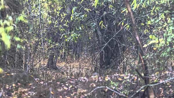 Viral Photo: ఈ ఫోటోలో పులిని గుర్తించండి.. అదెక్కడుందో ఈజీగా కనిపెట్టొచ్చు.!