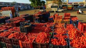 Tomato Prices Falling: ఏపీలో అక్కడ ఒక్కసారిగా పడిపోయిన టమాటా ధర.. కిలో రూ.10 నుంచి రూ.27 మాత్రమే..