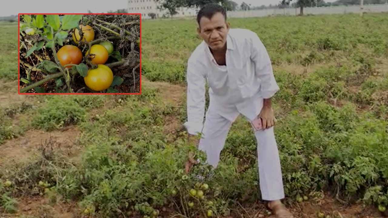 Tomato price: టమాటా రేటు పెరిగింది... పంట పండింది.. కుబేరుడైన కర్నూలు జిల్లా రైతు