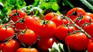 Tomato price today: ఊరించి, ఉసూరుమనిపించి..  తుస్సుమన్న టమాట ధర.. కేజీ 30 రూపాయలే..
