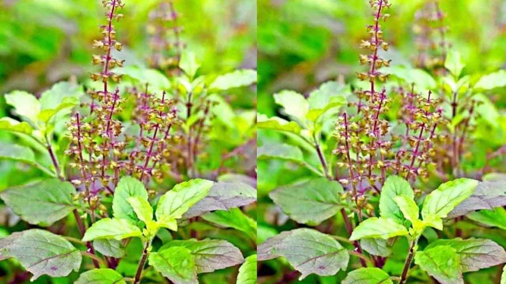 Basil: సరికొత్త రికార్డ్స్ సృష్టించిన తులసి మొక్క.. ఏంటో తెలిస్తే ఆశ్చర్యపోతారు.. Basil: సరికొత్త రికార్డ్స్ సృష్టించిన తులసి మొక్క.. ఏంటో తెలిస్తే ఆశ్చర్యపోతారు..
