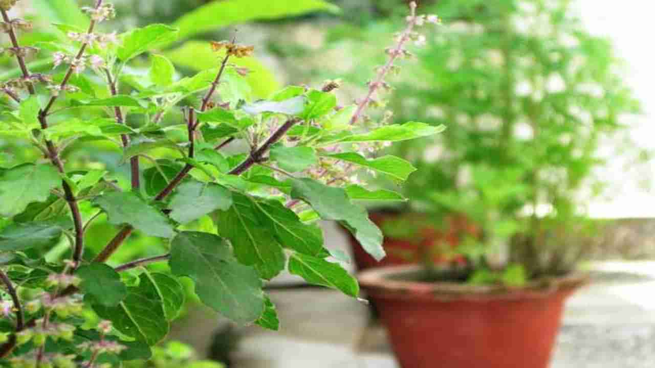 Tulsi Side Effects: ఆరోగ్యానికి మంచిదని తులసి ఆకులను తింటున్నారా ? అయితే జాగ్రత్త..