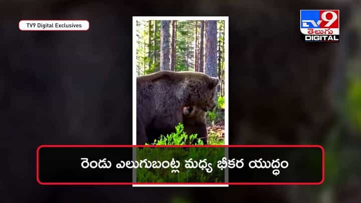 రెండు ఎలుగుబంట్ల మధ్య భీకర ఫైట్ !! ఎప్పుడైనా చూశారా ?? వీడియో రెండు ఎలుగుబంట్ల మధ్య భీకర ఫైట్ !! ఎప్పుడైనా చూశారా ?? వీడియో