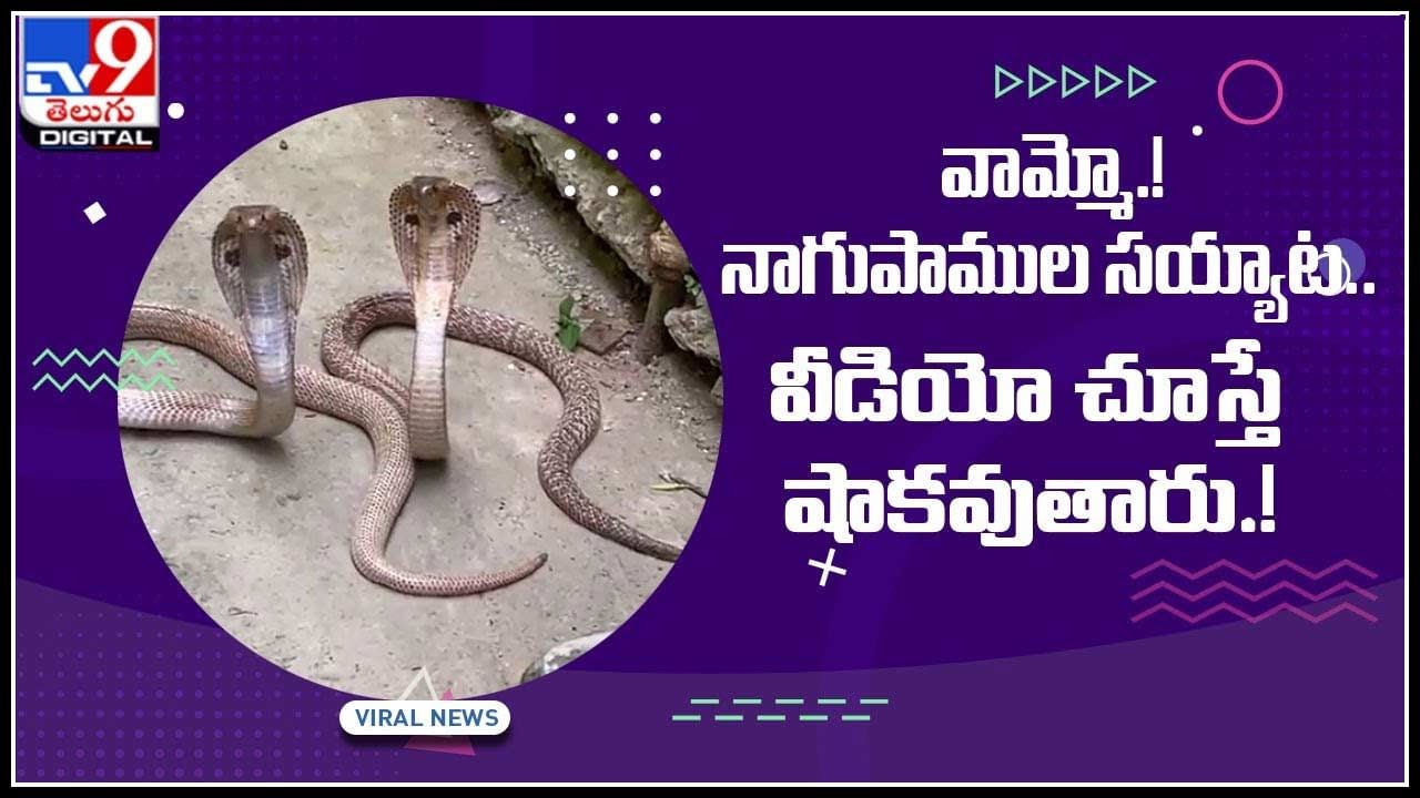 Cobras video: వామ్మో.! నాగుపాముల సయ్యాట..  వీడియో చూస్తే షాకవుతారు.! వైరల్ అవుతున్న వీడియో..