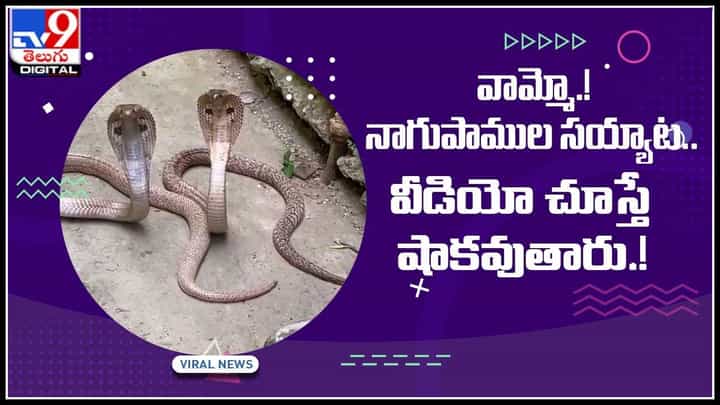 Cobras video: వామ్మో.! నాగుపాముల సయ్యాట.. వీడియో చూస్తే షాకవుతారు.! వైరల్ అవుతున్న వీడియో.. Cobras video: వామ్మో.! నాగుపాముల సయ్యాట.. వీడియో చూస్తే షాకవుతారు.! వైరల్ అవుతున్న వీడియో..