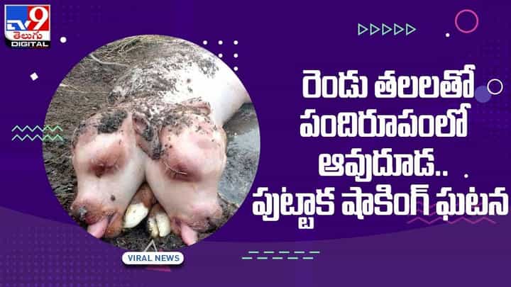 Viral Video: రెండు తలలతో పందిరూపంలో ఆవుదూడ..పుట్టాక షాకింగ్ ఘటన.. వీడియో Viral Video: రెండు తలలతో పందిరూపంలో ఆవుదూడ..పుట్టాక షాకింగ్ ఘటన.. వీడియో