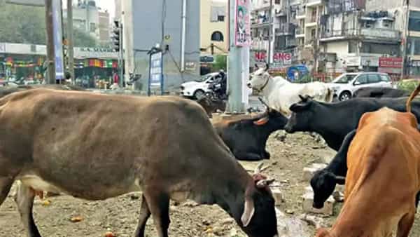 Uttar Pradesh: దేశంలో తొలిసారిగా గోవులకు అంబులెన్స్.. ఎక్కడంటే..