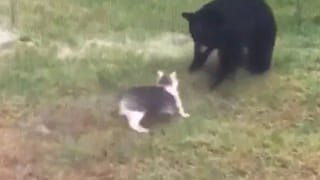 Viral Video: ముఖ్యమంత్రి అని కూడా చూడకుండా కొరడా దెబ్బలు.. ఎందుకలా చేశారంటే..