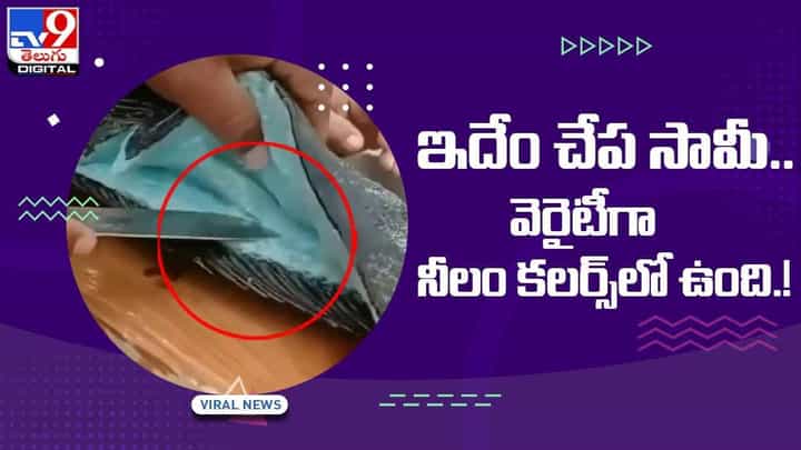 ఇదేం చేప సామీ.. వెరైటీగా నీలం కలర్స్లో ఉంది !! వీడియో ఇదేం చేప సామీ.. వెరైటీగా నీలం కలర్స్లో ఉంది !! వీడియో