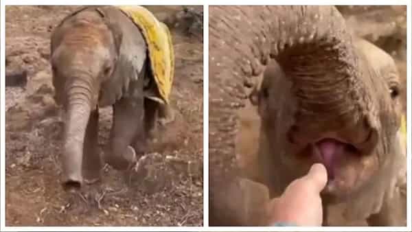 Viral Video: పక్షవాతానికి గురైన అనాథ గున్న ఏనుగు కథ చాలా స్ఫూర్తిదాయకం.. వీడియో వైరల్..