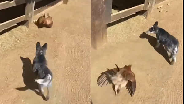 Viral Video: అమ్మా.. నా పిల్లల జోలికి వస్తే ఊరుకుంటానా.? శునకాన్ని తరిమి తరిమి ఉరికించిన కోడి.. వైరల్ వీడియో..