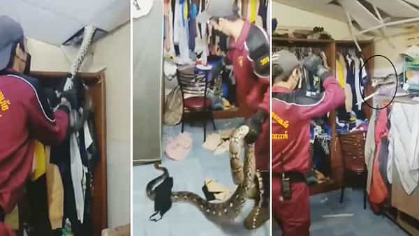 Viral Video: ఒళ్లు గగుర్పొడిచే వీడియో.. ఇంట్లో దూరిన భారీ కొండ చిలువ.. రెస్క్యూ సిబ్బందిపైనే అటాక్కు యత్నం..!