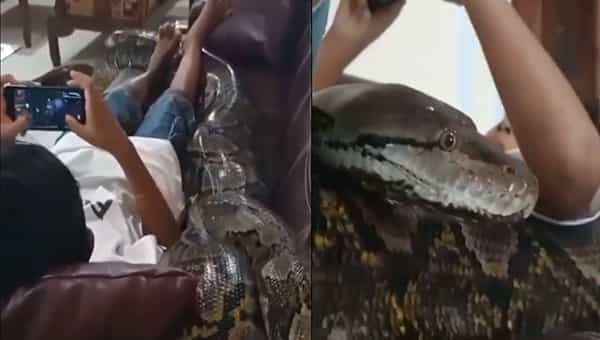 Viral Video: ఇంట్లో 20 అడుగుల కొండ చిలువ.. జంకన్నది లేకుండా వీడియో గేమ్ ఆడుతున్న కుర్రాడు. ఈ వీడియో చూస్తే..
