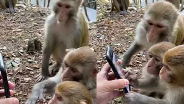 Viral Video: ఫోన్ వాడటం మొదలెడితే.. మాకన్న ఎవరూ వాడలేరంటున్న కోతులు.. ఫన్నీ వీడియో