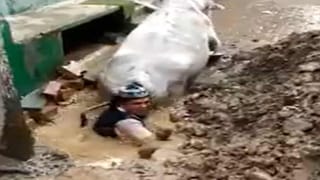 Monkey Viral Video: ఈ కోతి పిల్ల మామూలుది కాదుగా.. రెండు చేతులతో పట్టేస్తుందటా..