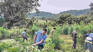 Tomato Rate Today: చికెన్, ఫిష్‌ రేట్లతో పోటీపడుతున్న టమాట.. ఒక్కసారిగా కుప్పకూలిన ధర.. ఇవాళ ఎంతంటే..?